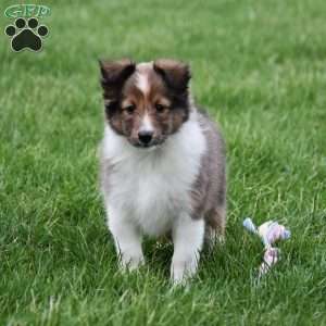 Blossom, Sheltie Puppy